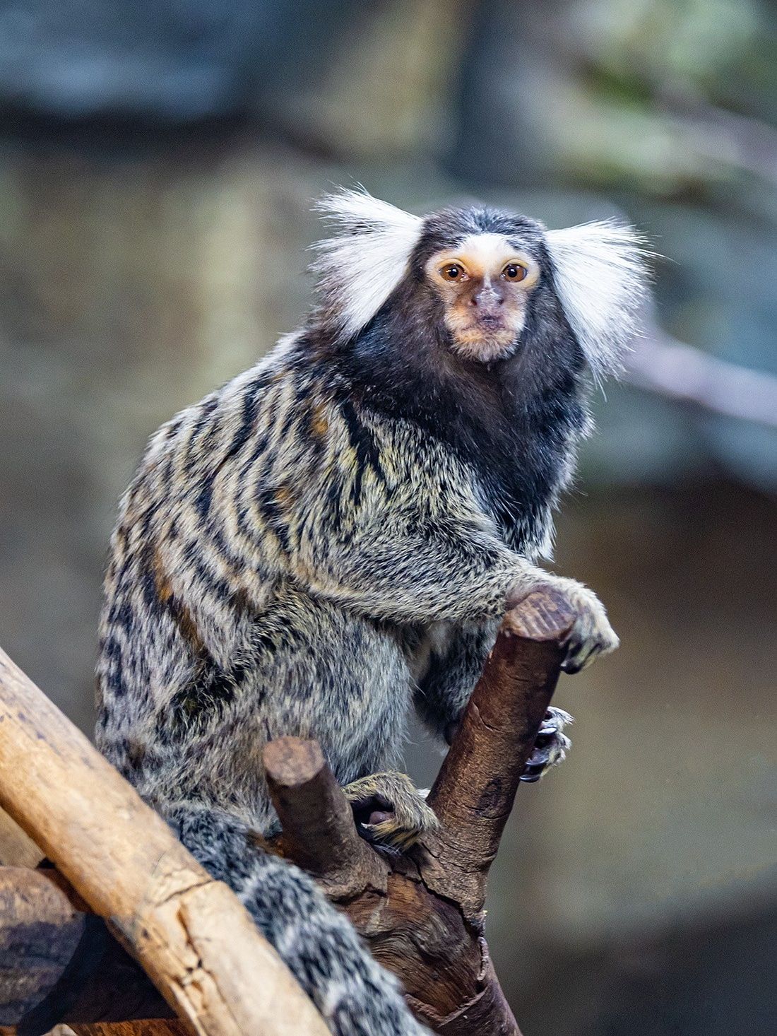 🦁 Nanjing Hongshan Forest Zoo | Where the Forest Comes Alive