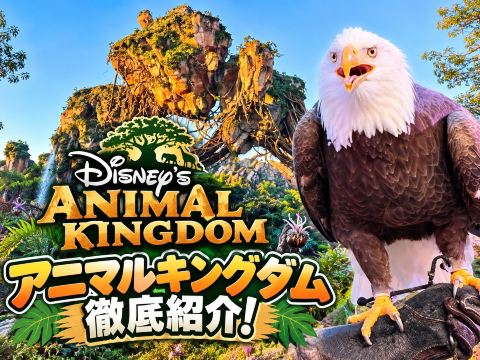 🦁【WDW】アニマルキングダムを徹底紹介！サファリ＆アバターの世界を楽しもう！