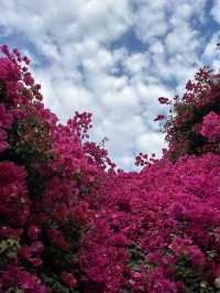 Pink flower corner