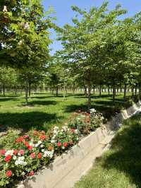 Spring Roses at Independence Square, Dushanbe