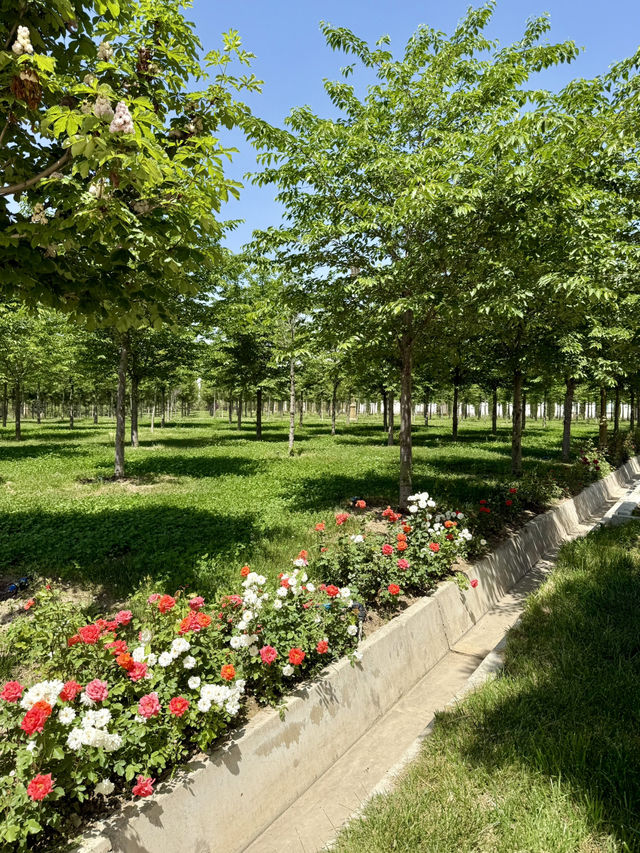 Spring Roses at Independence Square, Dushanbe