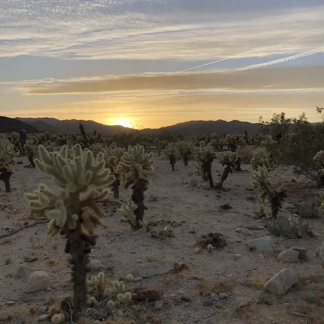 Roadtripping across the USA - Joshua Tree