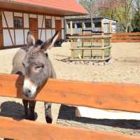 Tierpark… Local Zoo Greifswald Germany
