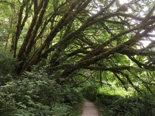 Exploring the Enchanting Redwood Forest