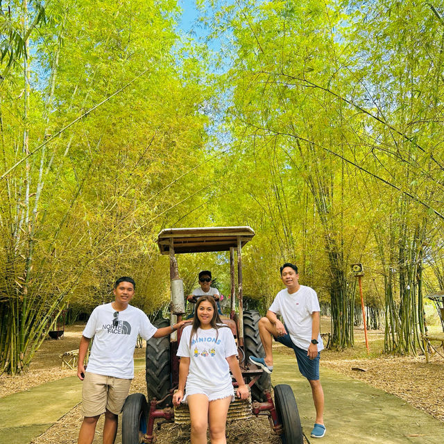 Bamboo Forest 