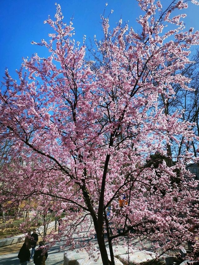Blooms in Madrid: Cherry Delight