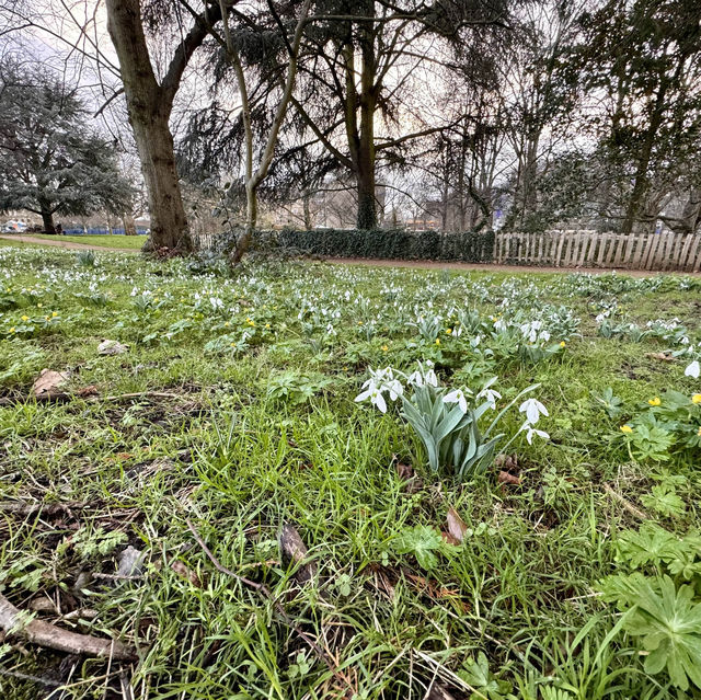 Acton Park