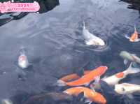 Himeji City Aquarium 🇯🇵