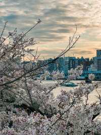 Tokyo: Best Cherry Blossom Photo Locations (Part 1) 🇯🇵