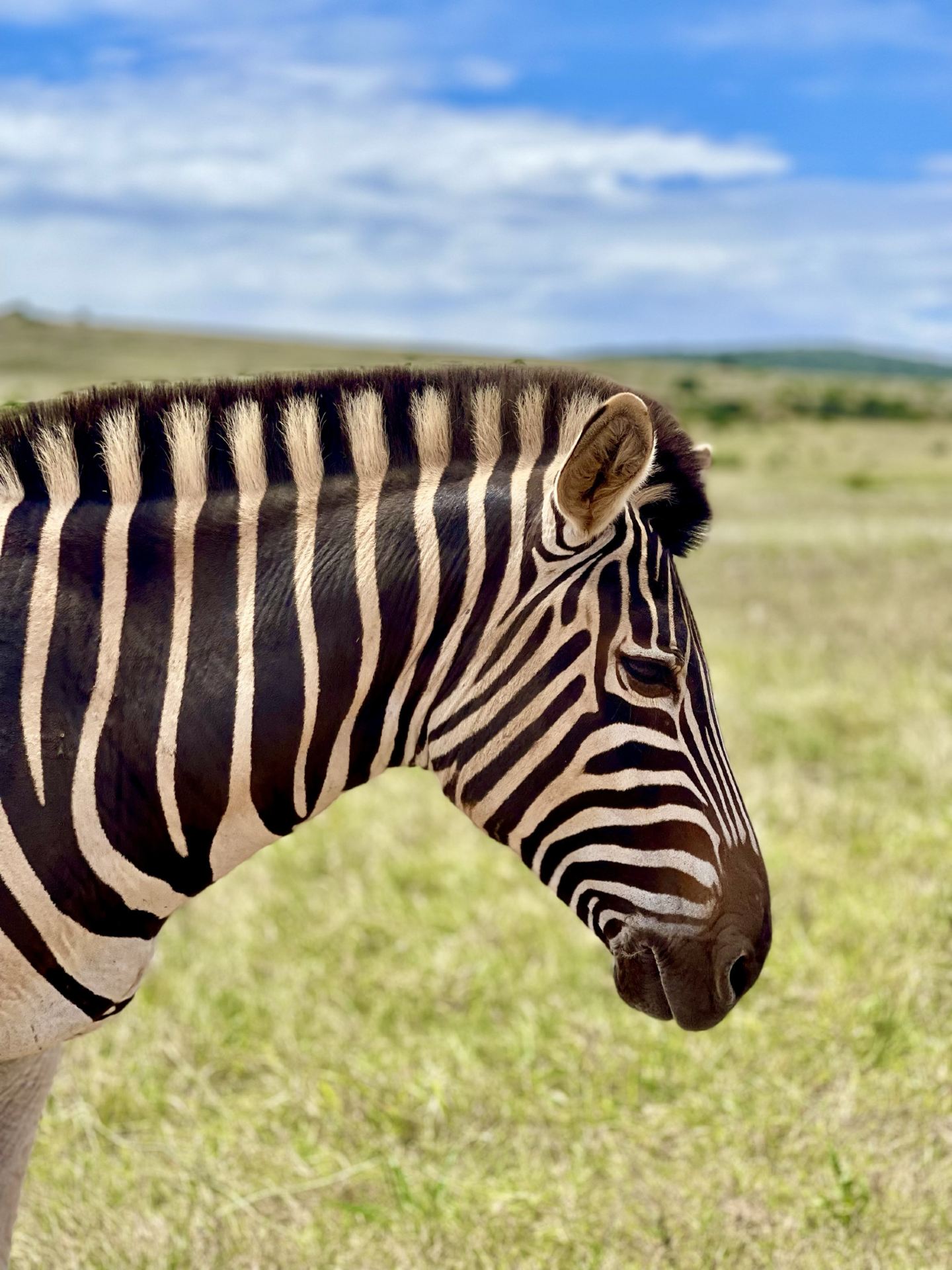 Addo Elephant Park，南非  