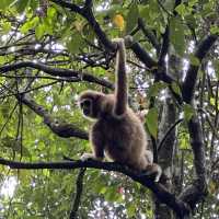 A perfect day in North Sumatra Bukit Lawang Jungle with Orangotans