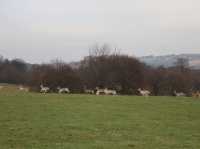 Grazing the land
