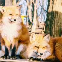 A Tokyo Day Trip to Zao Fox Village: A Hidden Gem Adventure 🦊✨