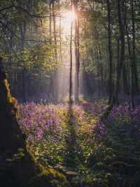Top Spring Photo Shoot Locations in Birmingham 📸🌸