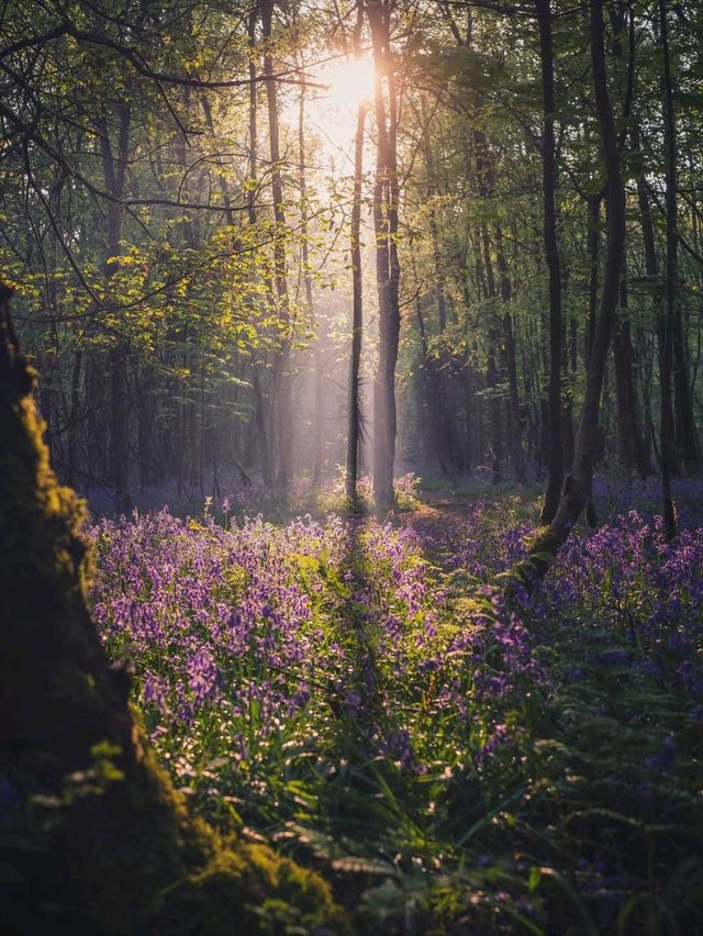 Top Spring Photo Shoot Locations in Birmingham 📸🌸
