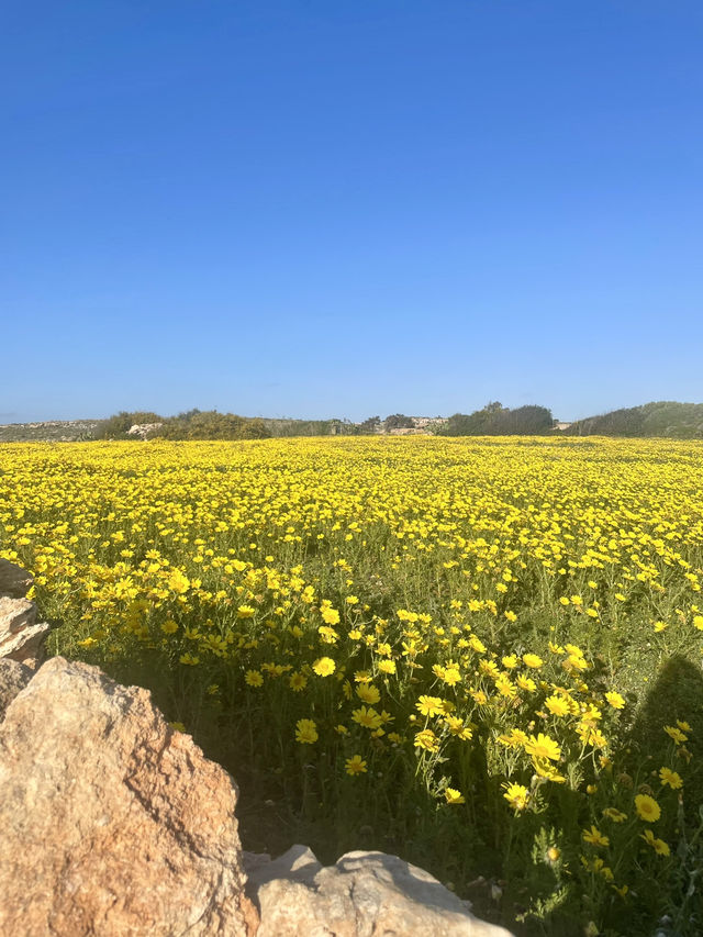 Springtime Rambles in the Sun