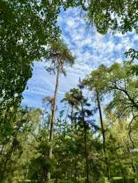 Spring Stroll at Pine Park, Almaty