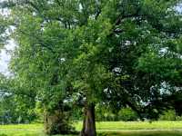 The beauty of Crawley, England - May 2025