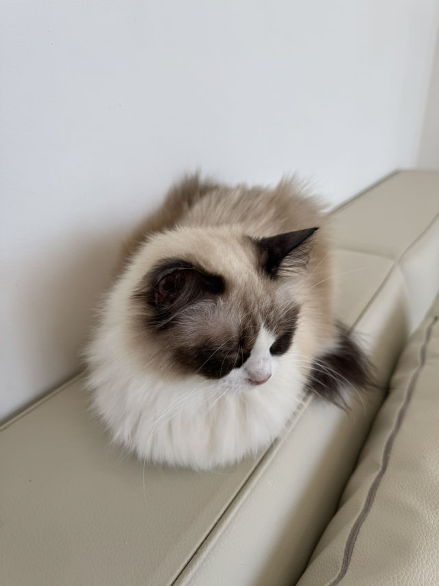 🐾 앨리웨이 광교에서 만나는 고양이 천국, 캣플헤븐