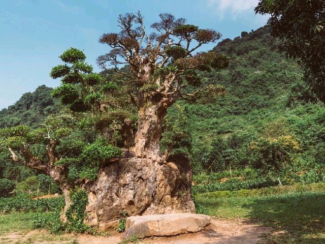 Thung Nham Bird Park: A Hidden Oasis in Tam Coc, Vietnam