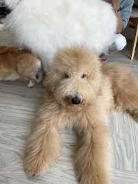 Dog in Town Ari – A Cozy Dog Café in Bangkok  