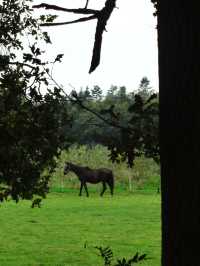Autumn Walk in Bakkeveen – 10 km Nature Adventure🍄🍄‍🟫🍂✨