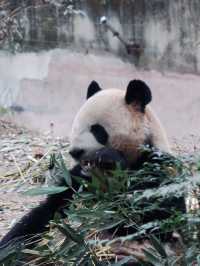 Giant Pandas in Chengdu! 🐼 