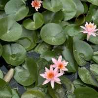 揚州一の観光スポット「痩西湖」