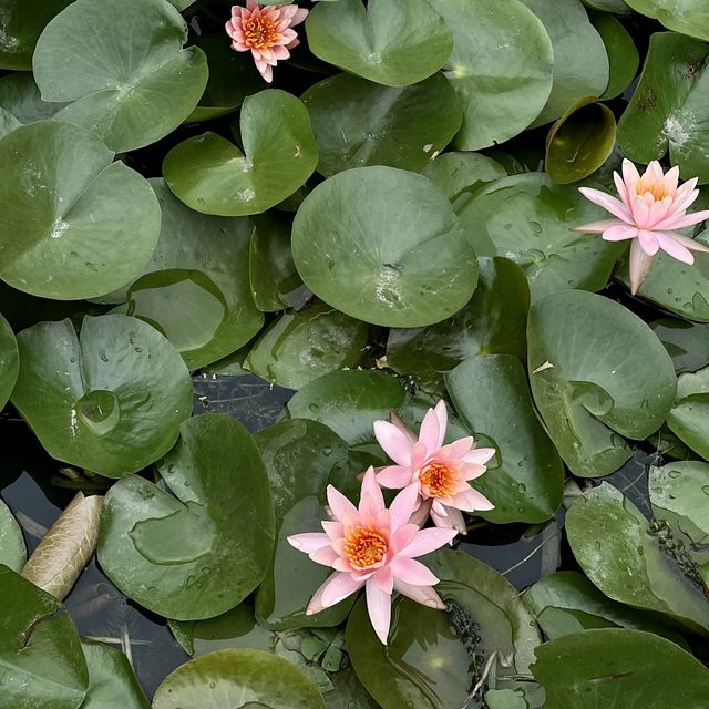 揚州一の観光スポット「痩西湖」