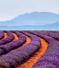 Australian Lavender 🌟 Please bookmark the South France Lavender Guide.