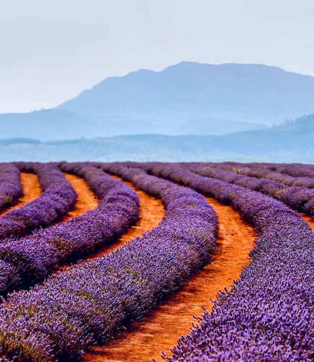 Australian Lavender 🌟 Please bookmark the South France Lavender Guide.