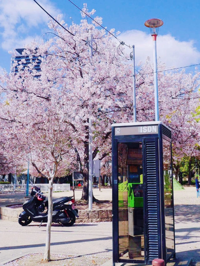 Latest cherry blossom viewing guide in Osaka, Japan, don't just go to Osaka Castle Park foolishly.