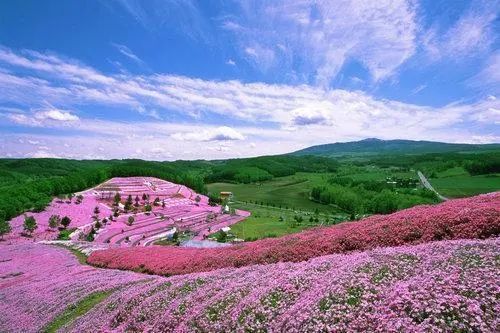 Go to Hokkaido in the summer!