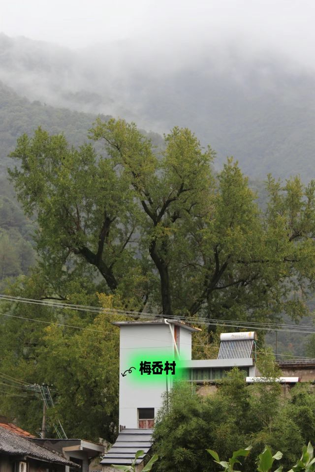 賞秋指南|這週末你會去四明山嗎？