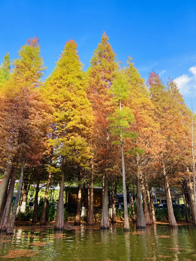 Kunming Haihong Wetland Park | Taking photos of the redwoods is absolutely amazing