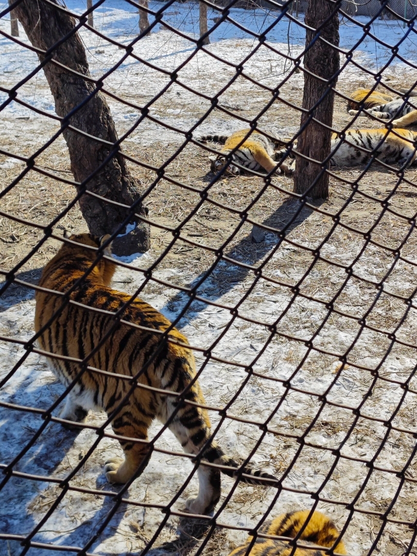 Latest travel itineraries for Hengdaohezi Siberian Tiger Park in December  (updated in 2023), Hengdaohezi Siberian Tiger Park reviews, Hengdaohezi  Siberian Tiger Park address and opening hours, popular attractions, hotels,  and restaurants near