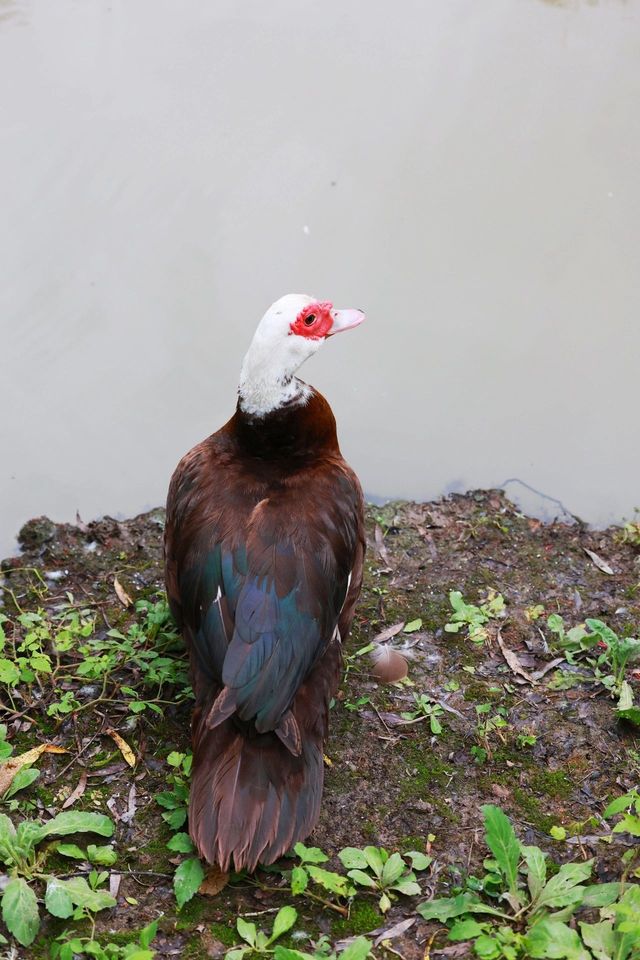 新加坡飛禽公園|