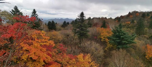 崗山賞紅葉