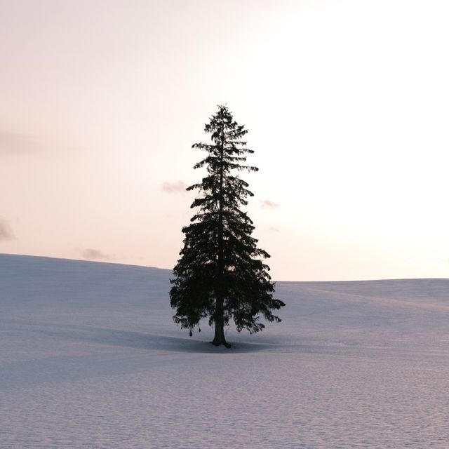 北海道美瑛聖誕樹和七星之丘打卡遊 ☃️
