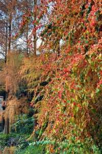 深圳拍照 新年去仙湖植物園看一次落羽杉吧