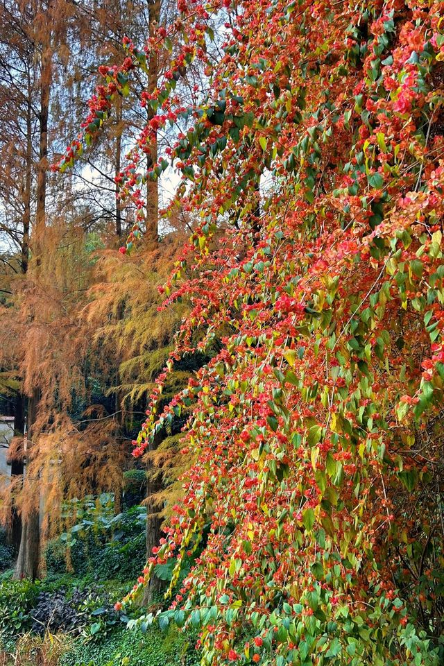 深圳拍照 新年去仙湖植物園看一次落羽杉吧 深圳拍照 新年去仙湖植物園看一次落羽杉吧