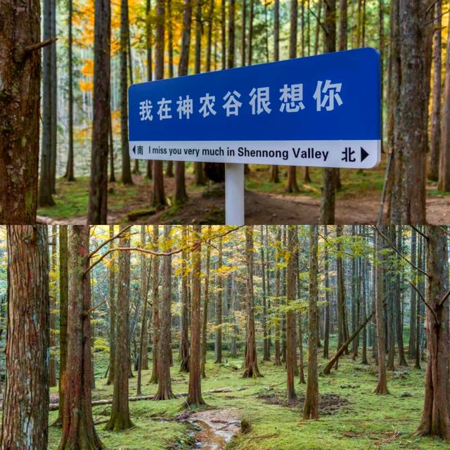 株洲|神農谷|這片森林也太美了吧