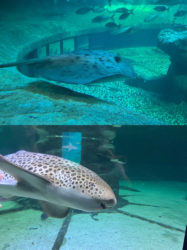 香港海洋公園～帶娃玩轉小王子童話世界 🚀