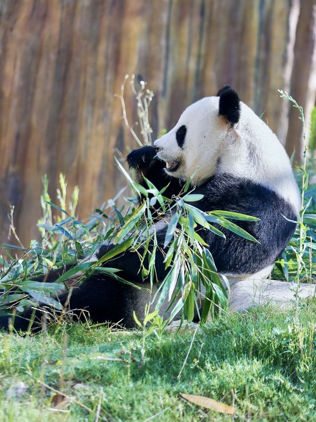 西安周邊被忽略的天然氧吧，還可看熊貓