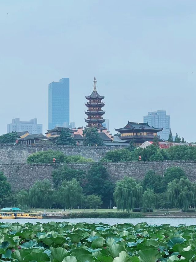 不用跑郊外!!南京也有一處蘆葦秘境就在這現在是蘆花的季節呀!