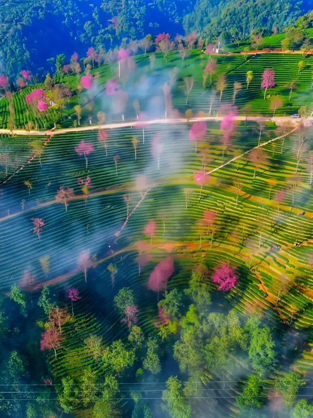 The Cherry Blossom Valley of Wuliang Mountain in Nanjian, the place where Duan Yu and the 'Fairy Sister' met in Jin Yong's writings