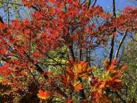 關門山國家森林公園看紅葉