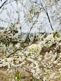 桂峰山下李花開……