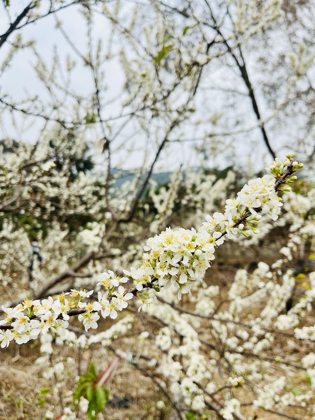 桂峰山下李花開……