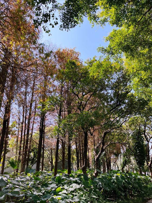 洪湖公園的 紅
